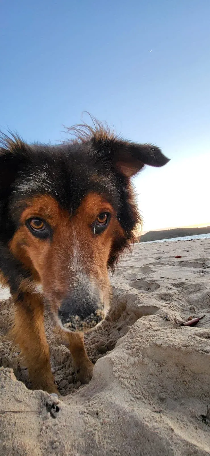 Border Collie Jimmy, der Hund von Spirit Tours