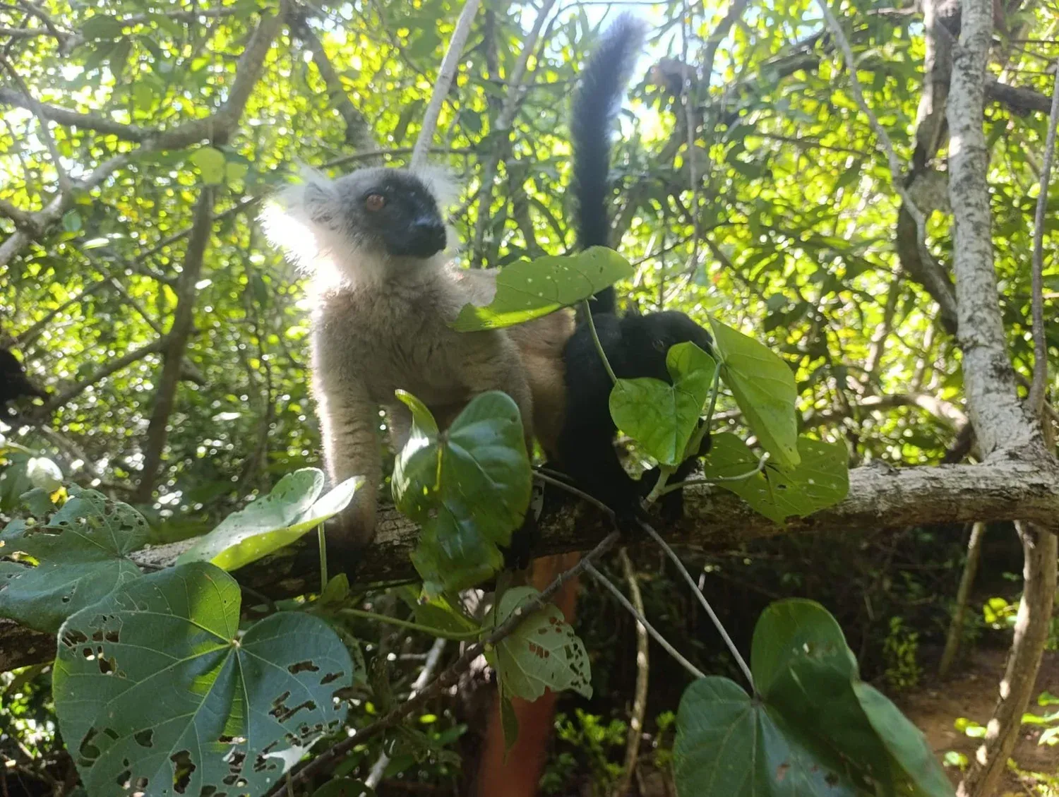 Lemur sitzt in einem Baum bei Lemuria Bay nahe Nosy Be